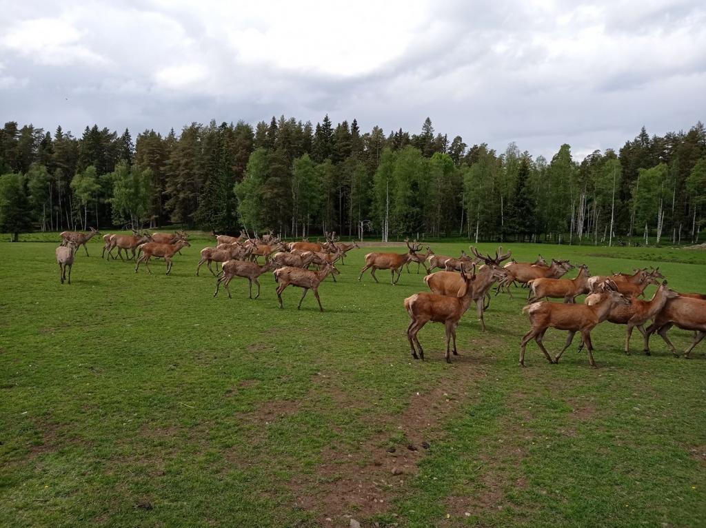 Skullaryd Älgpark - vilda djur i naturlig miljö, juni 2022